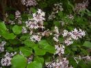 Syringa patula Miss Kim (2017, May 11)