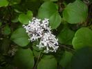 Syringa patula Miss Kim (2017, May 14)