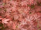 Acer palmatum Bloodgood (2017, May08)