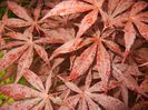 Acer palmatum Bloodgood (2017, May25)