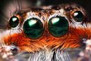 800px-Platycryptus_male_eyes