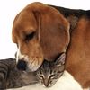 dog_and_cat_together