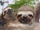 Sloth
