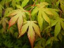 Acer palmatum Katsura (2017, May 05)