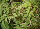 Acer palmatum Butterfly (2017, May 11)