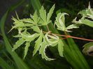 Acer palmatum Butterfly (2017, May 21)