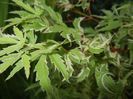 Acer palmatum Butterfly (2017, May 21)