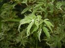 Acer palmatum Butterfly (2017, June 15)