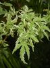 Acer palmatum Butterfly (2017, June 15)