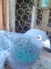 Lenovo_A1000_IMG_20171011_101247