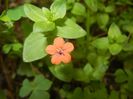 Anagallis arvensis (2017, June 10)