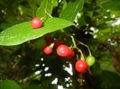 Solanum dulcamara (2017, July 04)