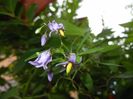 Solanum dulcamara (2017, July 28)