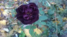 Ultima floare in acest an...