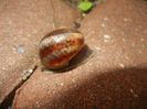 Garden Snail. Melc (2017, May 08)