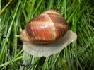 Garden Snail. Melc (2017, May 08)