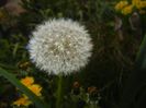 Dandelion (2017, April 10)