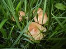 Wild Mushroom (2017, May 08)