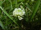 Trifolium repens (2017, July 04)