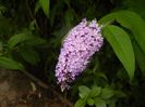 Buddleja davidii Purple (2017, Jul.04)