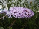 Buddleja davidii Purple (2017, Jul.04)