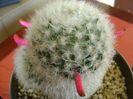 Mammillaria bocasana multilanata
