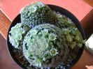 Mammillaria schiedeana