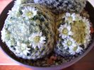Mammillaria schiedeana