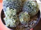 Mammillaria schiedeana