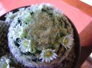 Mammillaria schiedeana