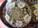 Mammillaria schiedeana