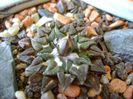 Ariocarpus kotschoubeyanus v. macdowellii