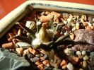Ariocarpus agavoides