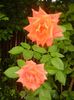 Rose Monica (2017, July 06)