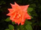 Rose Monica (2017, July 06)