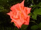 Rose Monica (2017, July 06)