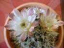 Gymnocalycium mihanovichii