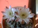 Gymnocalycium mihanovichii