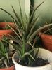 Haworthia longifila 10 lei buc