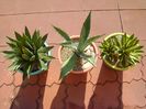 Agave chrysantha, Agave lophantha quadricolor, Agave horrida