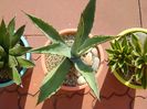 Agave chrysantha