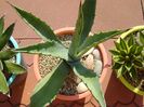 Agave chrysantha