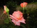 Bright Salmon Rose (2017, June 08)