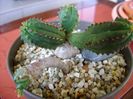 Euphorbia tubiglans