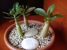 Grup de 3 Adenium