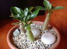 Grup de 3 Adenium