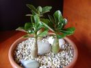 Grup de 3 Adenium