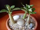 Grup de 3 Adenium
