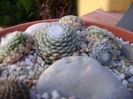 Orostachys spinosa & Sempervivum arachnoideum