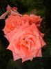 Bright Salmon Rose (2017, June 18)